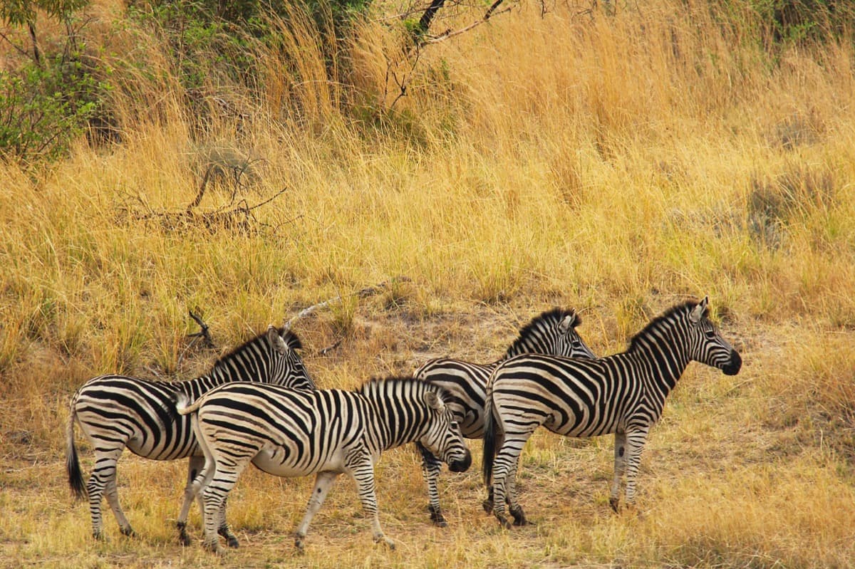 Business Flights to Johannesburg