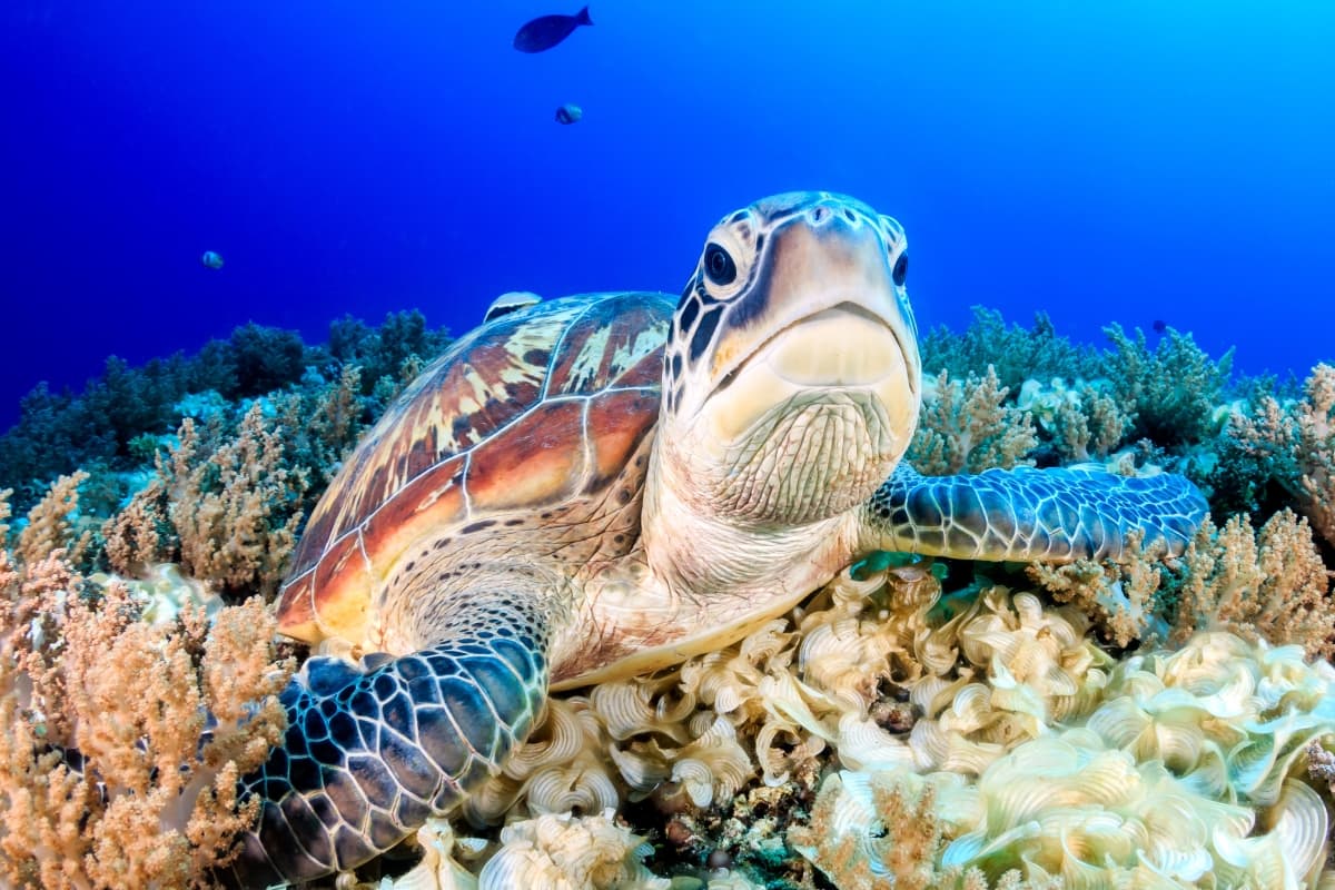 Grand-Caymen-Swim-With-Turtles